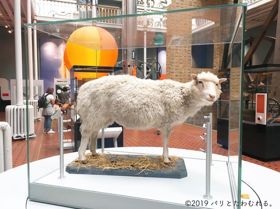 世界初のクローン羊のドリー
